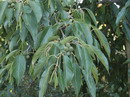 Alder